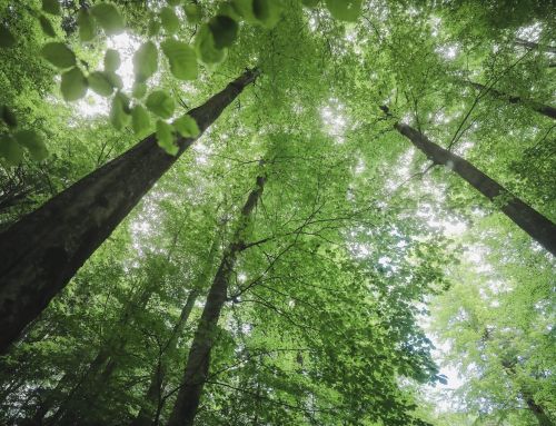 How Complexity Science is Redefining Forest Therapy and Human Health