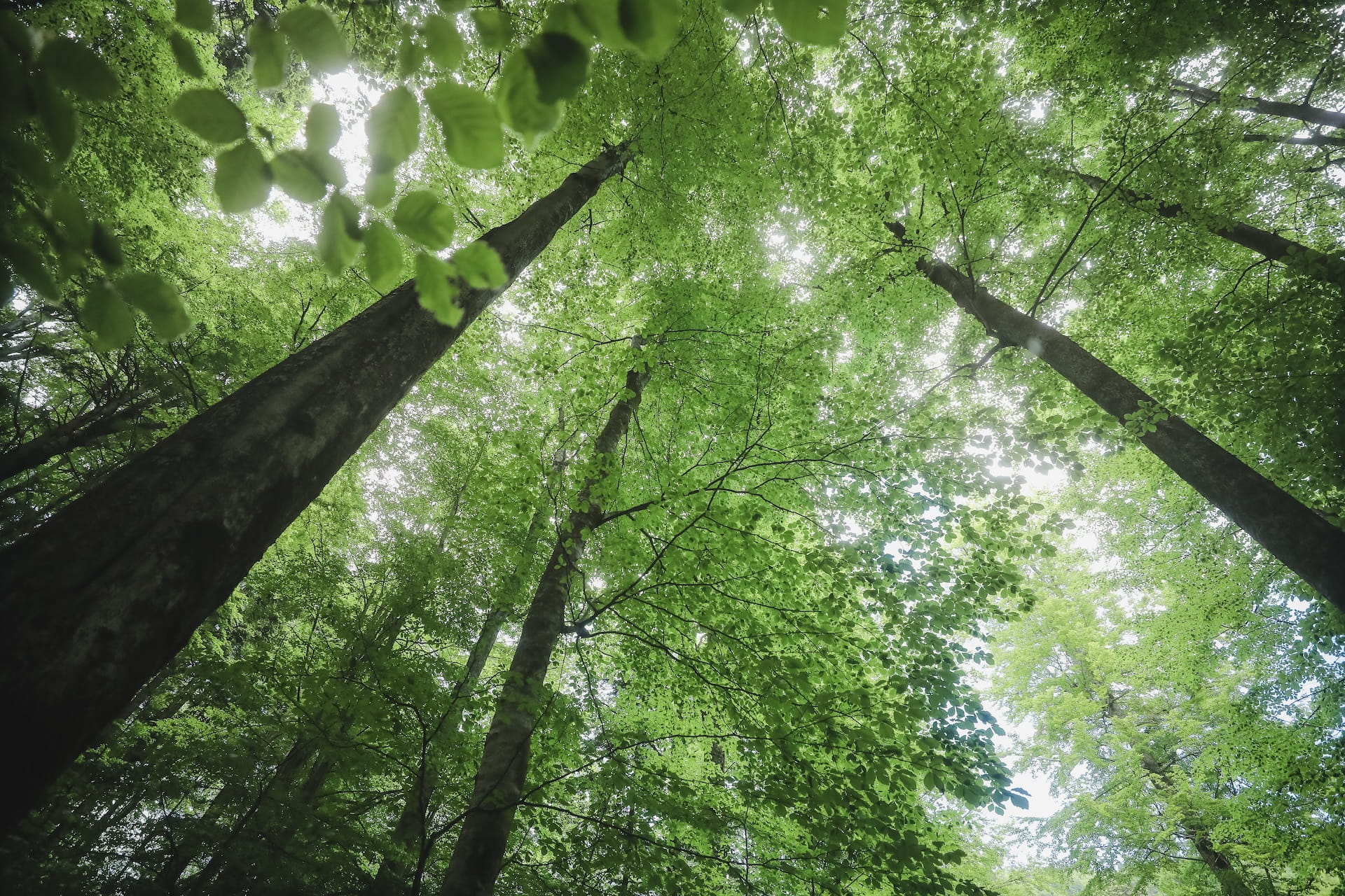 International Sympozium Forestry Strambu Baiut2026 (1)